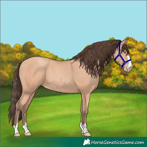 Horse Color:Amber Champagne 