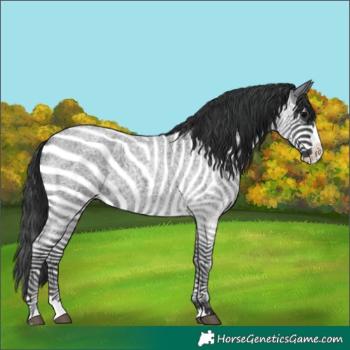 Horse Color:Blue Roan Splash 