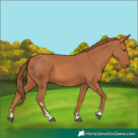 Horse Color:Chestnut 