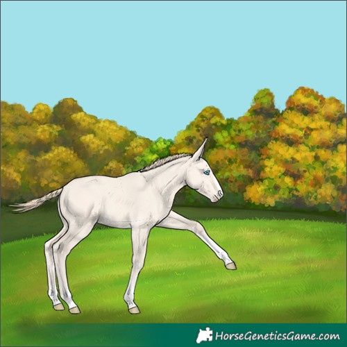 Horse Color:Perlino Dun 