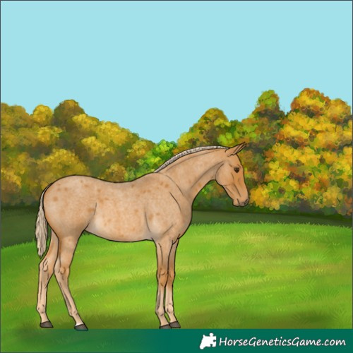 Horse Color:Palomino Roan 