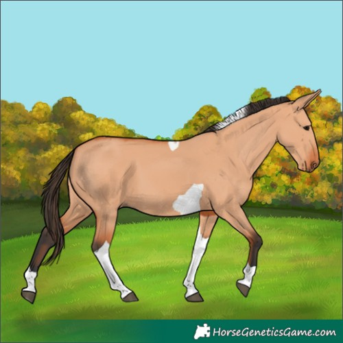 Horse Color:Bay Dun Tobiano 