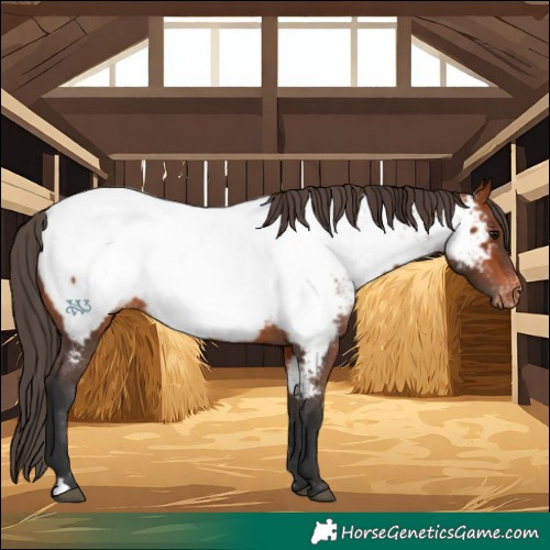 Horse Color:Bay Appaloosa