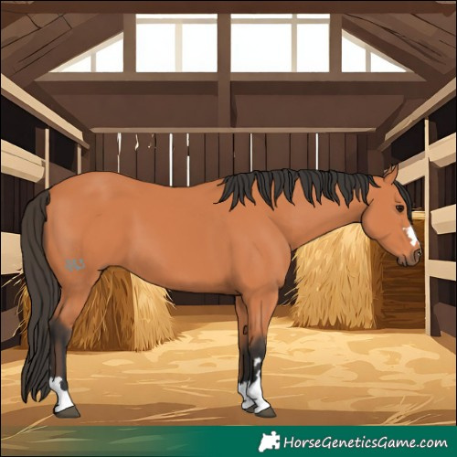 Horse Color:Bay 