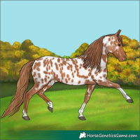 Horse Color:Chestnut Tobiano Appaloosa 