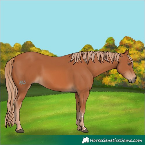 Horse Color:Chestnut 