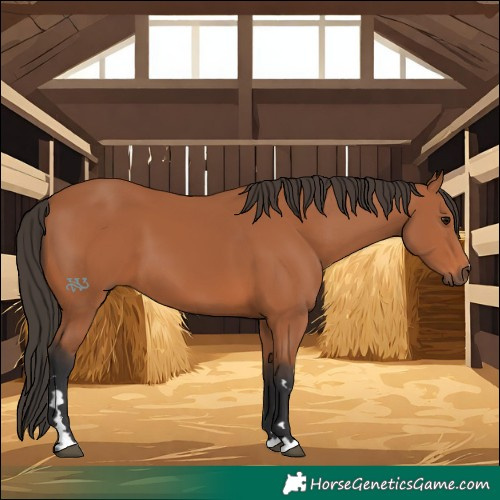 Horse Color:Bay 
