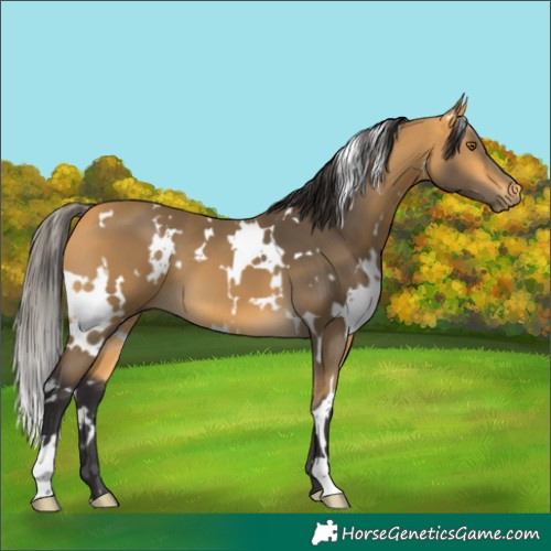 Horse Color:White Spotted Buckskin 
