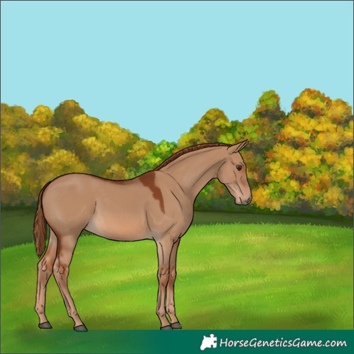 Horse Color:Red Dun 