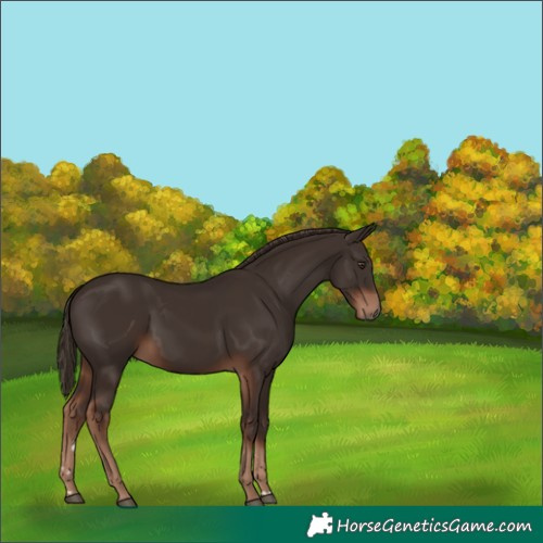 Horse Color:Liver Chestnut 