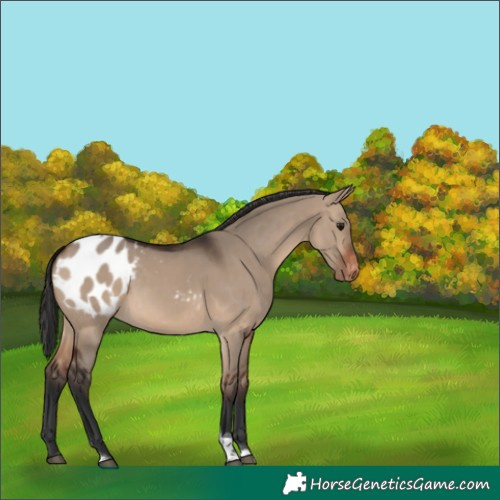 Horse Color:Brown Dun Tobiano Appaloosa 