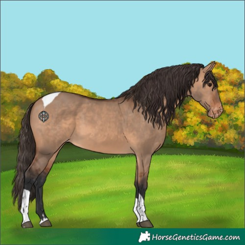 Horse Color:Bay Dun Tobiano Appaloosa