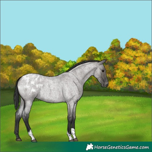 Horse Color:Grullo Roan Tobiano Appaloosa