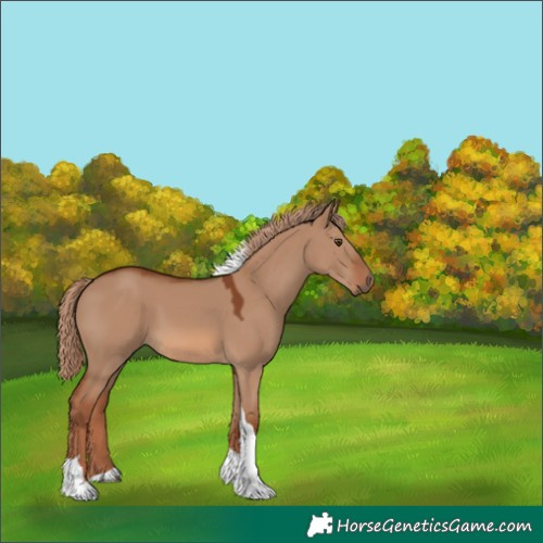 Horse Color:Red Dun Tobiano 