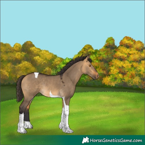 Horse Color:Buckskin Dun Tobiano Rabicano 