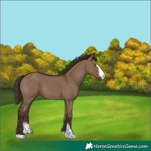 Horse Color:Liver Red Dun Sabino 