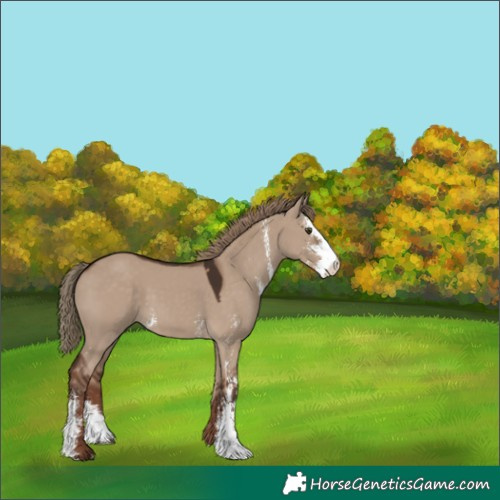 Horse Color:Liver Red Dun Sabino 