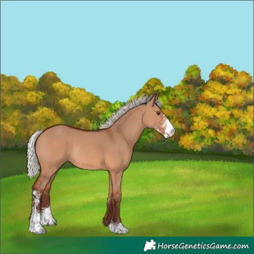 Horse Color:Silver Bay Dun Sabino Rabicano 