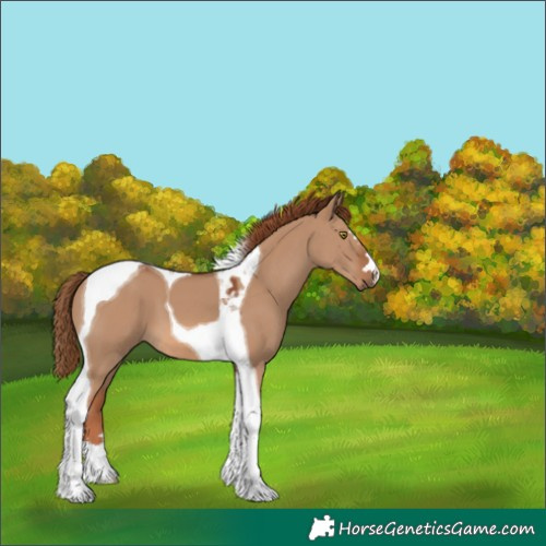 Horse Color:Red Dun Tobiano
