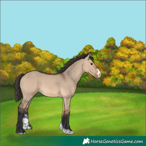 Horse Color:Bay Dun Sabino 