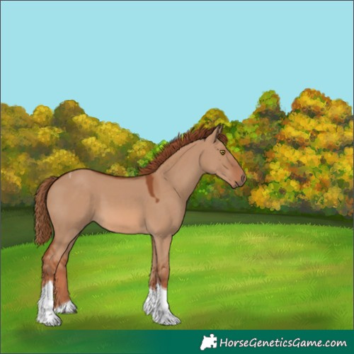 Horse Color:Red Dun Tobiano