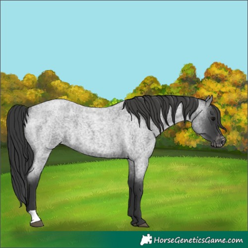 Horse Color:Blue Roan Varnish