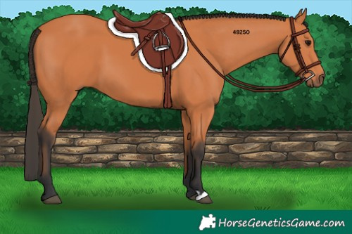 Horse Color:Bay 