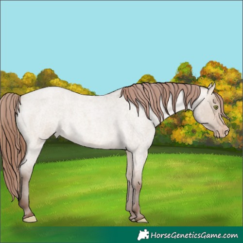 Horse Color:Sable Champagne Roan Dun Appaloosa 