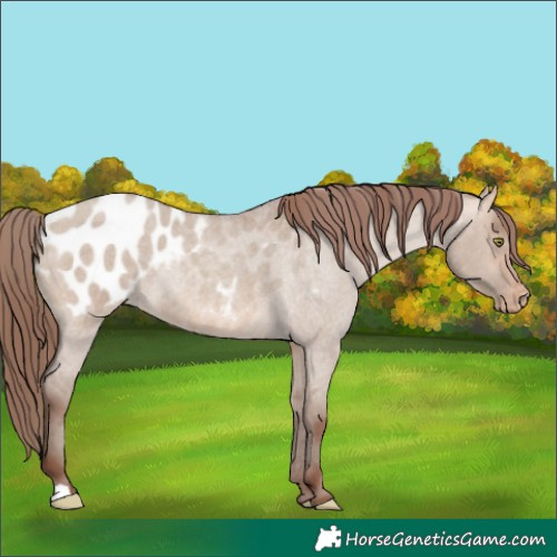 Horse Color:Sable Champagne Roan Dun Appaloosa Rabicano 