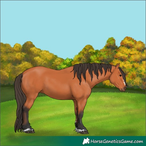 Horse Color:Bay 
