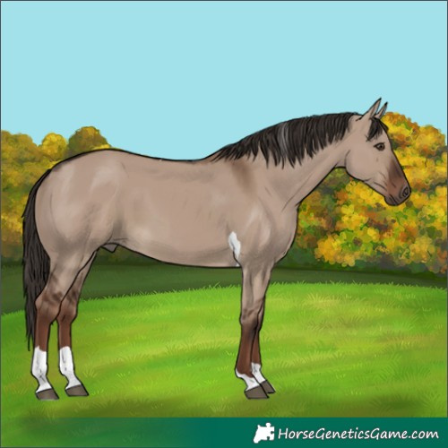 Horse Color:Liver Red Dun Tobiano