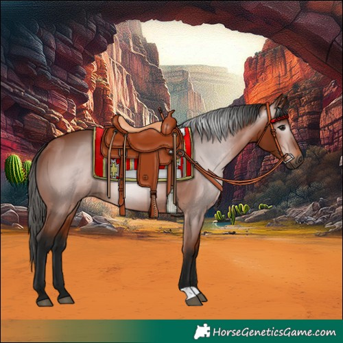 Horse Color:Gray Bay 