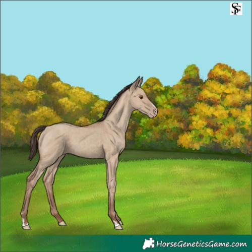 Horse Color:Classic Champagne Dun 