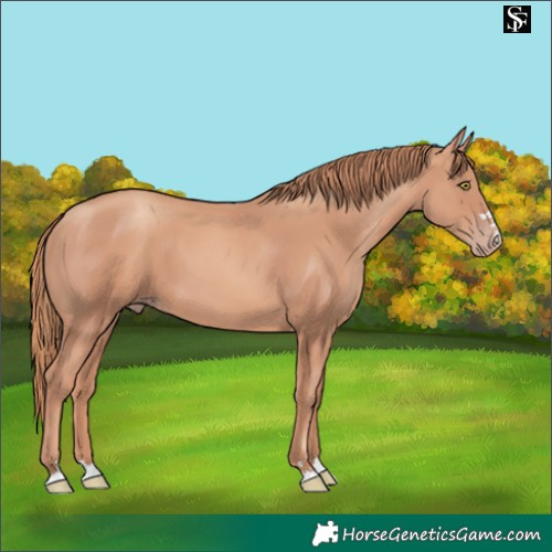 Horse Color:Gold Champagne 