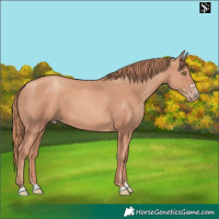 Horse Color:Gold Champagne 