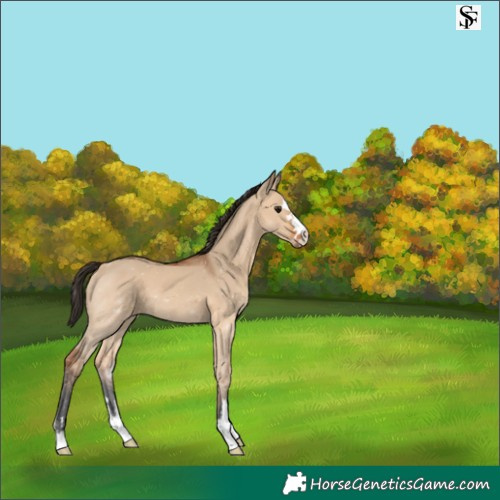 Horse Color:Bay Dun 