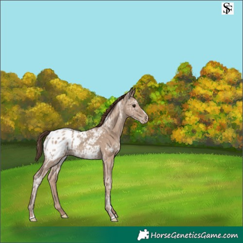 Horse Color:Classic Champagne Ice Appaloosa