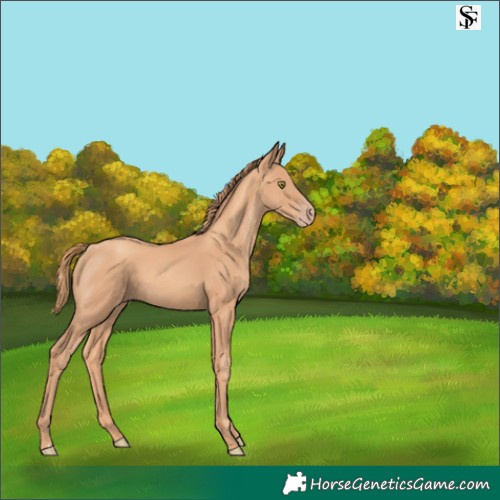 Horse Color:Gold Champagne 
