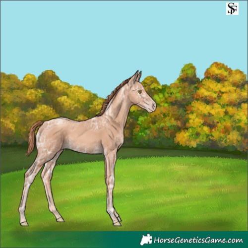 Horse Color:Gold Champagne Ice 