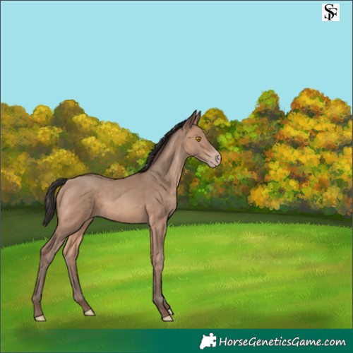 Horse Color:Sable Champagne 