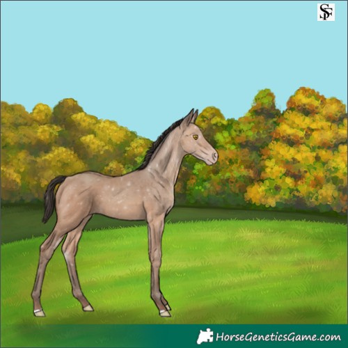 Horse Color:Sable Champagne 