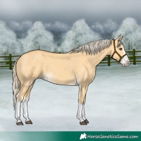 Horse Color:Palomino Dun Splash 