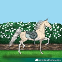 Horse Color:White Spotted Gold Cream Champagne