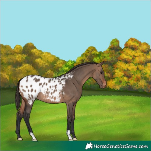 Horse Color:Brown Dun Appaloosa 