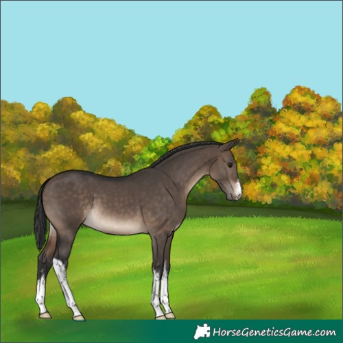 Horse Color:White Spotted Brown Dun 