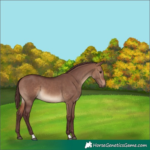 Horse Color:Chocolate Brown Dun 
