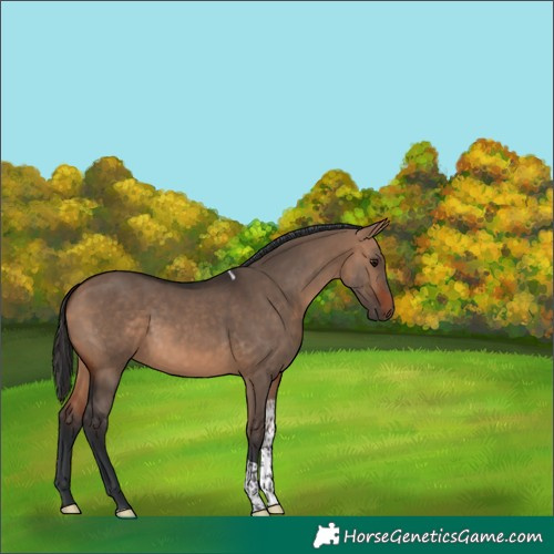 Horse Color:Bay Dun Tobiano 