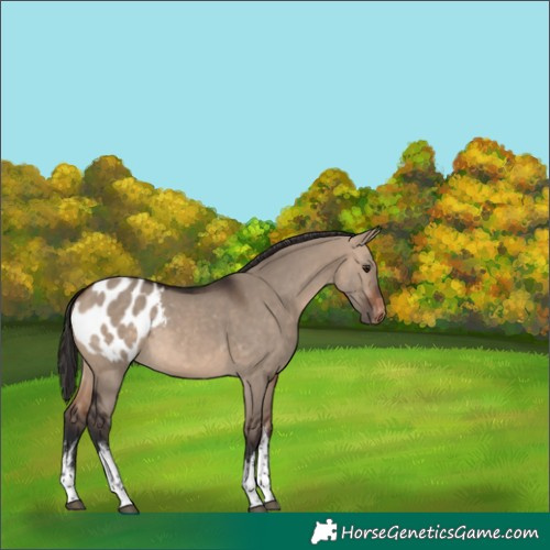 Horse Color:White Spotted Brown Dun Blanket 