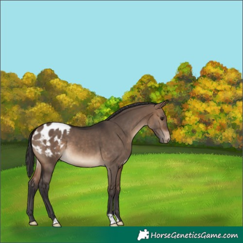 Horse Color:Brown Dun Appaloosa 