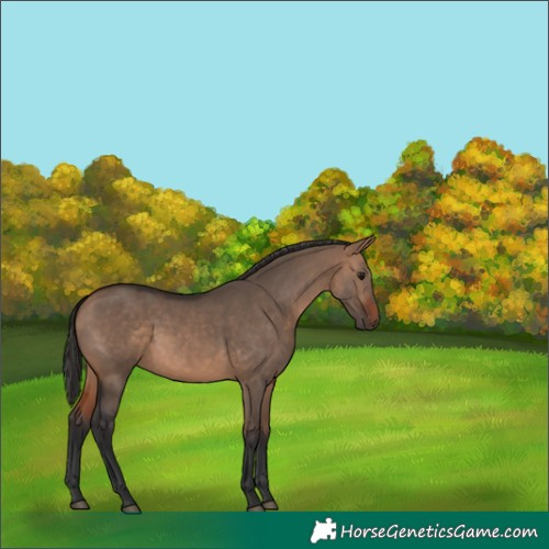 Horse Color:Bay Dun